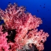 coral_soft_arch_v_0705_png1039.jpg